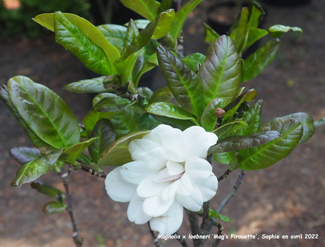 Magnolia x loebneri 'Mag's Pirouette'