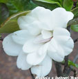 Magnolia x loebneri 'Mag's Pirouette'