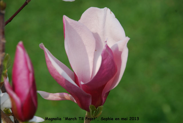 Magnolia 'March Till Frost'