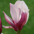 Magnolia 'March Till Frost''