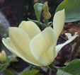 Magnolia 'Maxine Merrill'