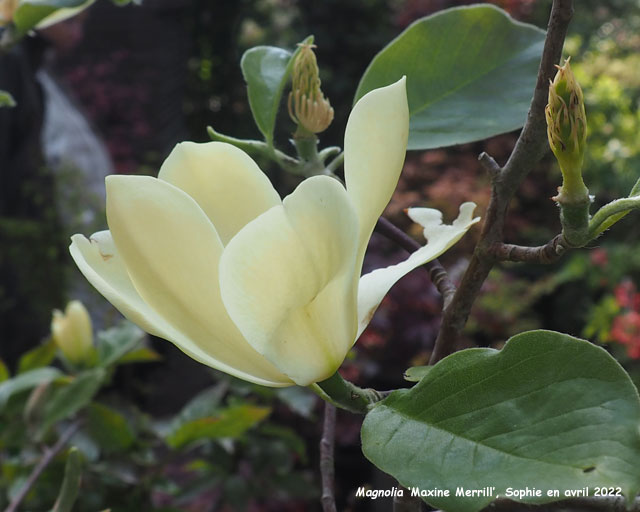 Magnolia 'Maxine Merrill'