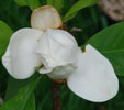 Magnolia 'Nimbus'
