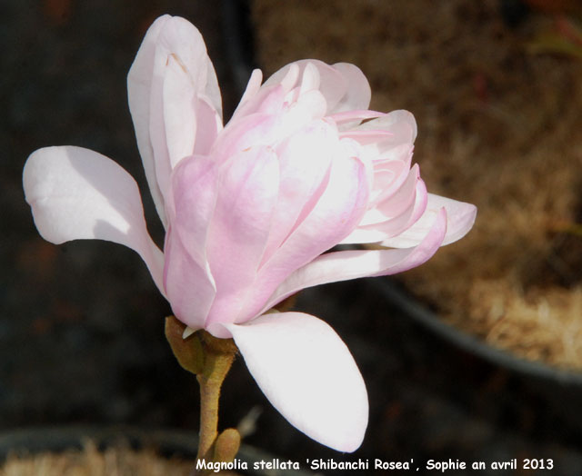 Magnolia stellata 'Shi-banvhi Rosea'
