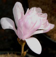 Magnolia x soulangeana 'Shi-banchi Rosea'