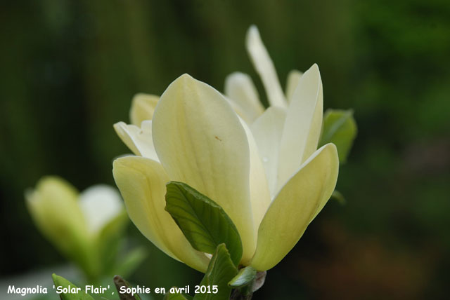 Magnolia 'Solar Flair'