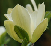 Magnolia 'Solar Flair'
