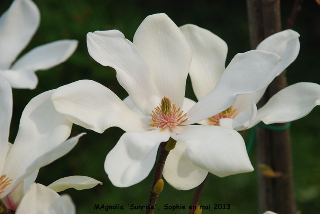 Magnolia 'Sunrise'