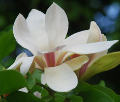 Magnolia 'Sunsation'