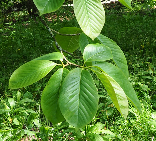 Magnolia x veitchii