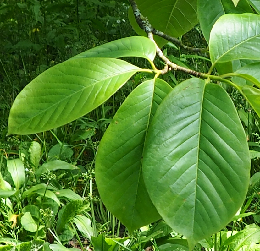 Magnolia x veitchii