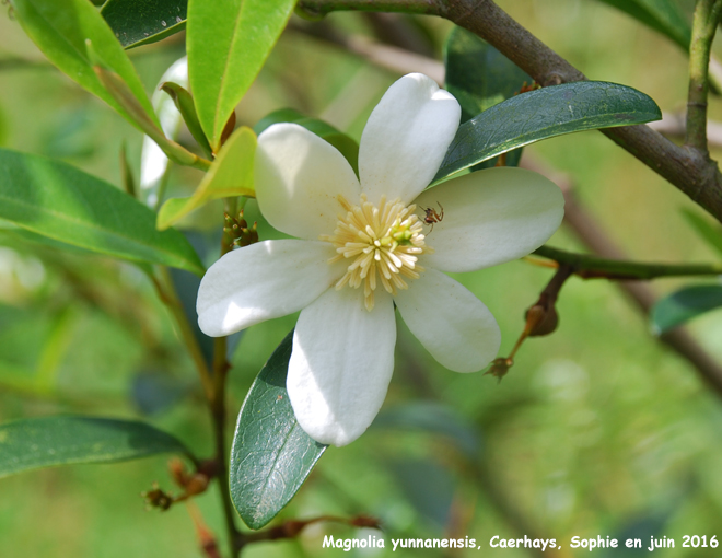 Magnolia yunnanensis