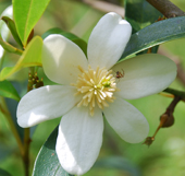 Magnolia yunnanensis