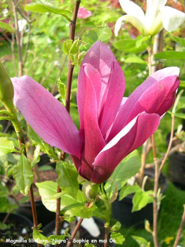 Magnolia liliiflora 'Nigra'