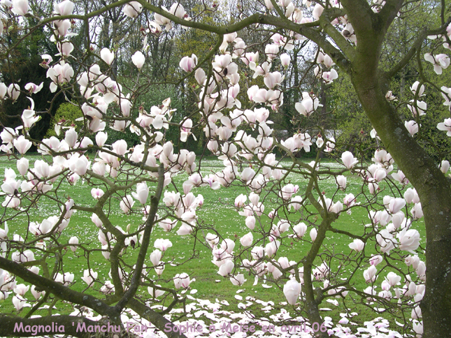 Magnolia 'Manchu Fan'