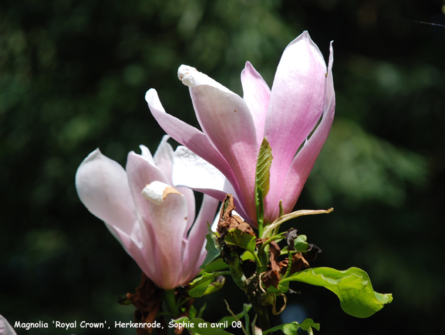 Magnolia 'Royal Crown'