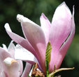 Magnolia 'Royal Crown'