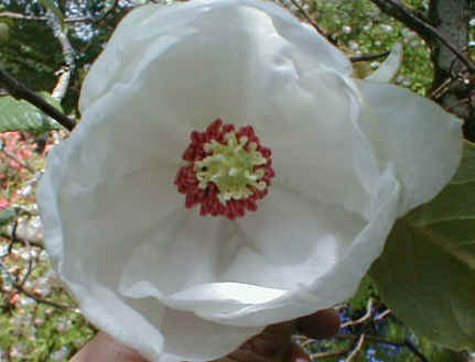 Magnolia sinensis