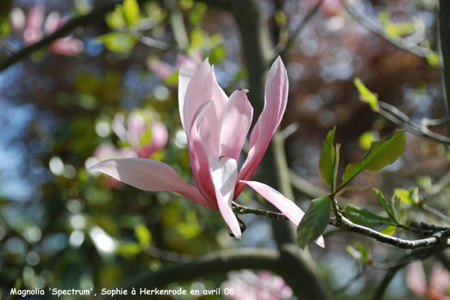 Magnolia 'Spectrum'