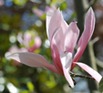 Magnolia 'Spectrum'