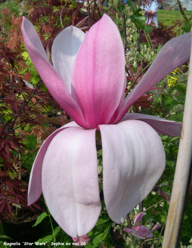 Magnolia 'Star Wars'