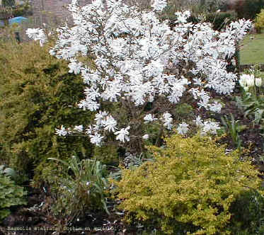 Magnolia stellata