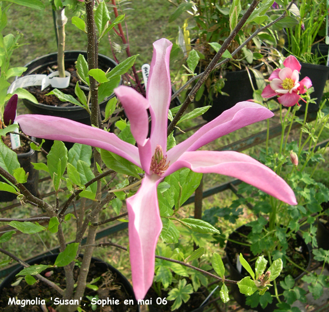 Magnolia 'Susan'