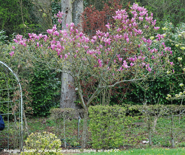 Magnolia 'Susan'