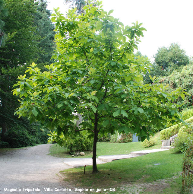 Magnolia tripetala