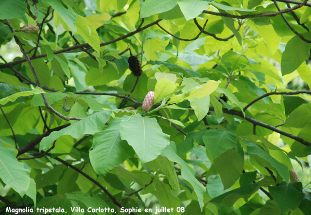 Magnolia tripetala