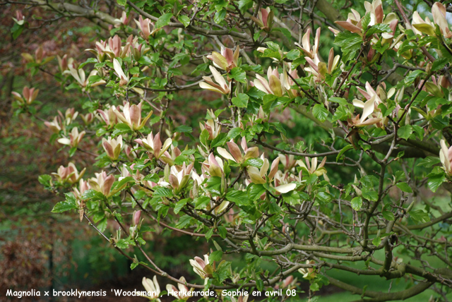 Magnolia x brooklynensis 'Woodsman'