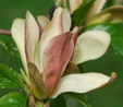 Magnolia x brooklynensis 'Woodsman'