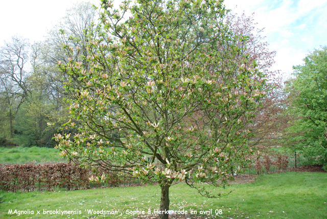 Magnolia x brooklynensis 'Woodsman'
