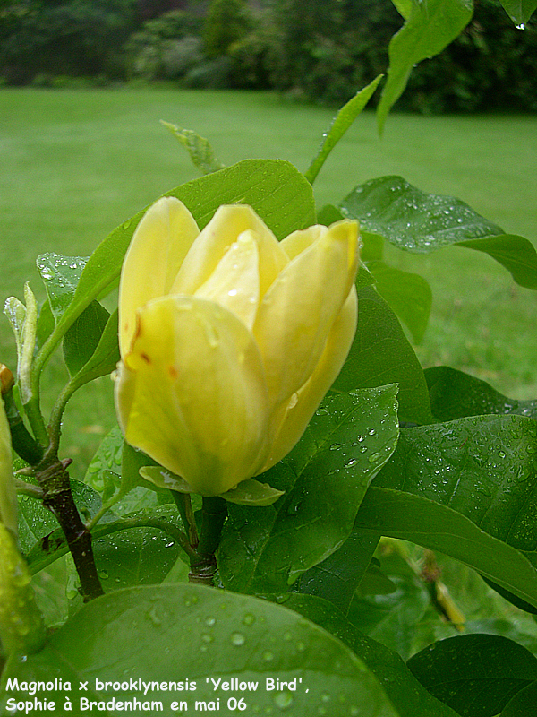 Magnolia x brooklynensis 'Yellow Bird'