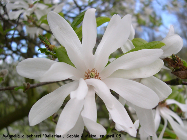 Magnolia x loebneri 'Ballerina'