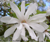 Magnolia x loebneri  'Ballerina'