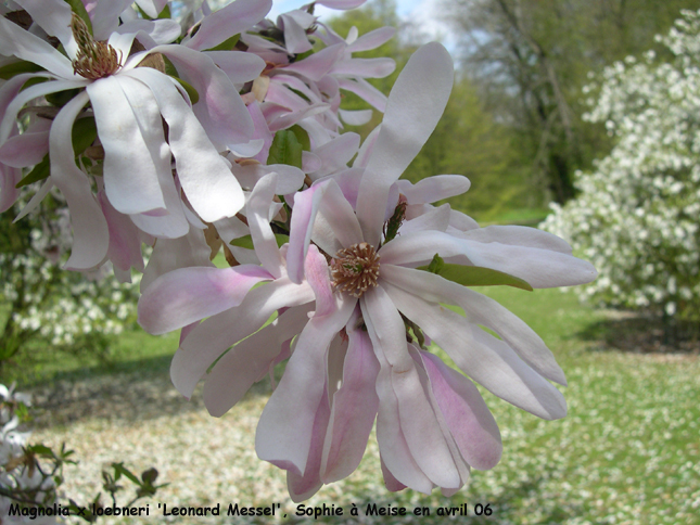Magnolia x loebneri 'Leonard Messel'