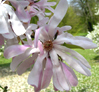 Magnolia x loebneri 'Leonard Messel'