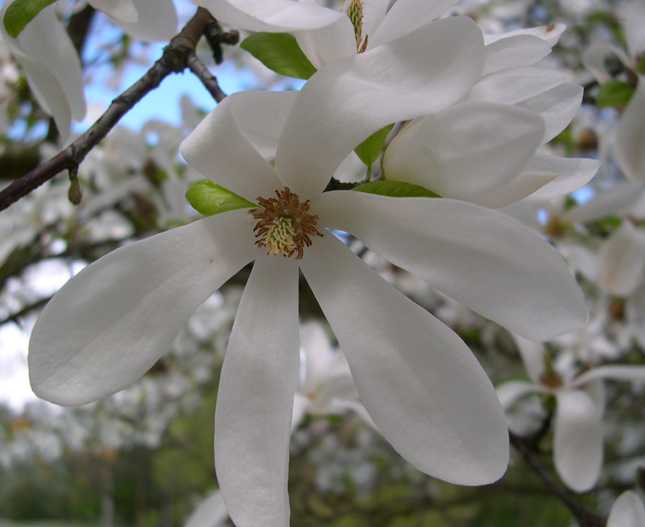 Magnolia x loebneri 'Snowdrift'