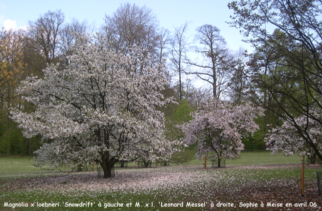 Magnolia x loebneri 'Snowdrift'