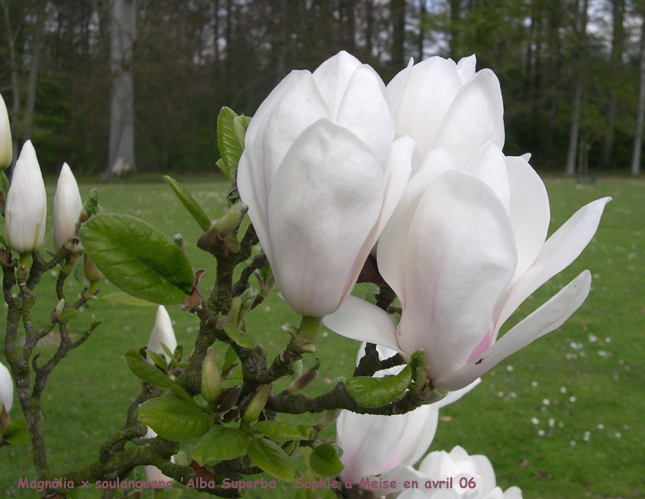 Magnolia x soulangeana 'Alba Superba'