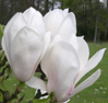 Magnolia x soulangeana 'Alba Luxurians'