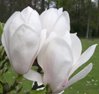 Magnolia x soulangeana 'Alba' Superba'