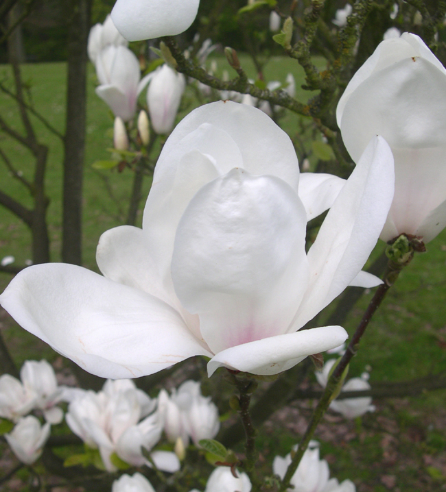 Magnolia x soulangeana 'Amabilis'