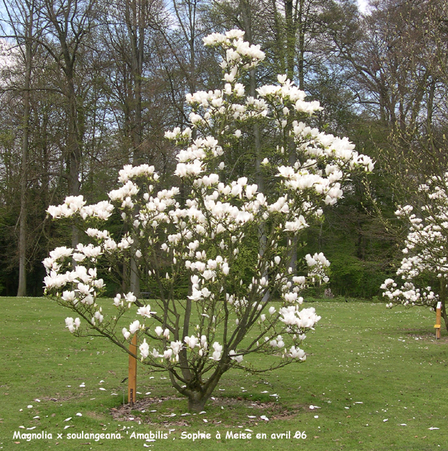 Magnolia x soulangeana 'Amabilis'