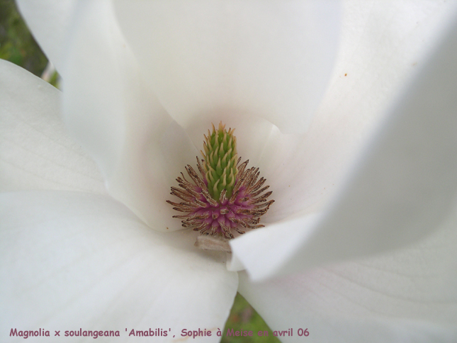 Magnolia x soulangeana 'Amabilis'