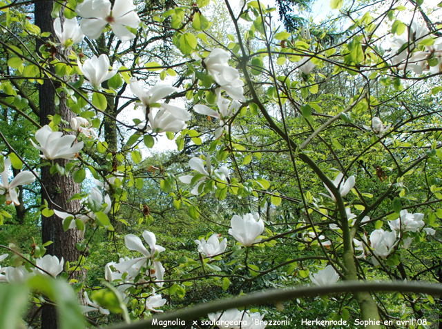 Magnolia x soulangeana 'Brozzonii'