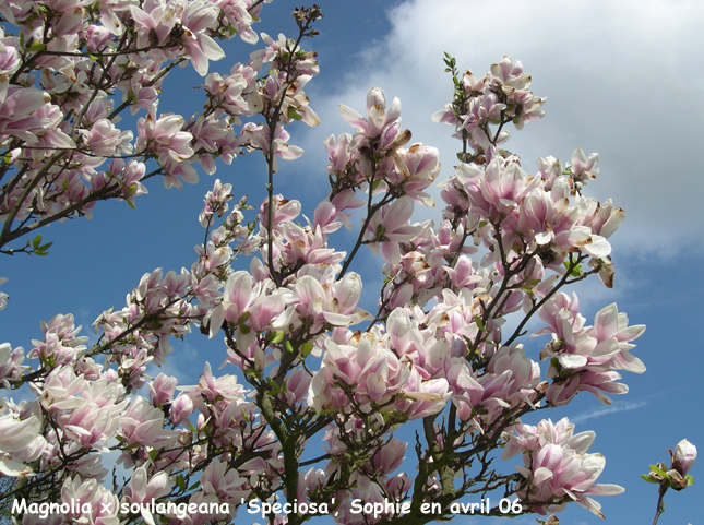 Magnolia x soulangeana 'Speciosa'