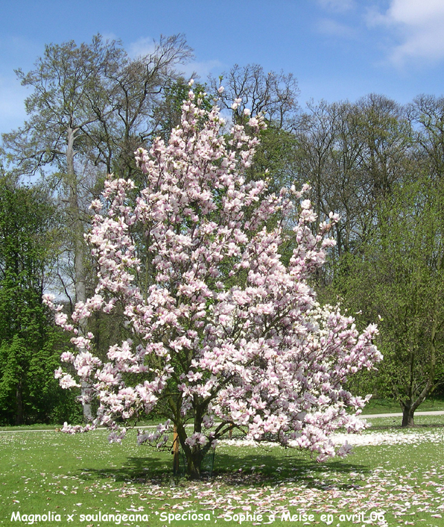 Magnolia x soulangeana 'Speciosa'