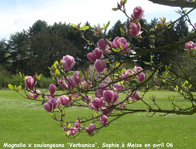 Magnolia x soulangeana 'Verbanica'